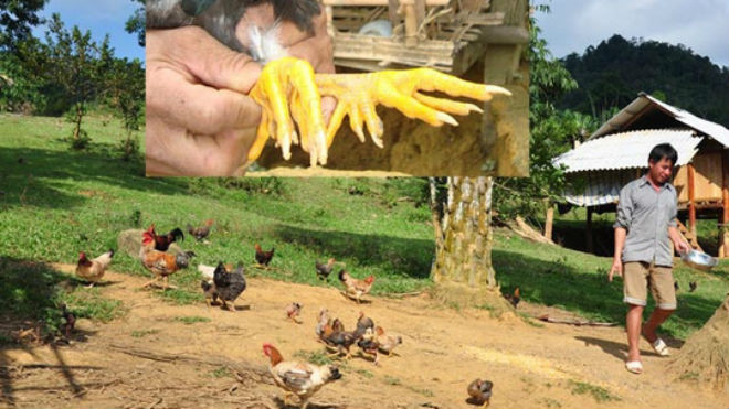 Anh Din chăm sóc đàn gà 9 cựa