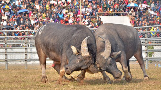 Hà Nội yêu cầu dừng lễ hội chọi trâu 2016