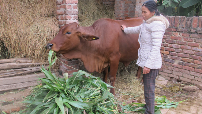 Được tiếp cận nguồn vốn vay ưu đãi bà con ở xã Phú Xuân, huyện Bình Xuyên, tỉnh Vĩnh Phúc đầu tư nuôi bò sinh sản phát triển kinh tế hộ