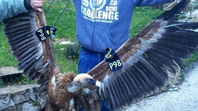 Con kền kền bị dân làng Bint Jbeil bắt giữ. Ảnh: Guardian