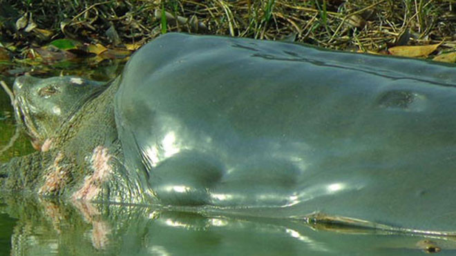 Hình ảnh rùa hồ Gươm trong một lần nổi lên phơi nắng. Ảnh do PGS Hà Đình Đức cung cấp.