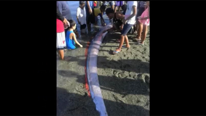 'Rắn biển' dài 4 m hiếm gặp dạt vào ven bờ Philippines