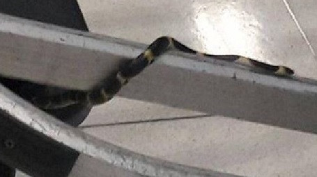 Rắn xuất hiện trên tay cầm của xe đẩy hành lý tại sân bay Thái Lan khiến du khách kinh hãi.