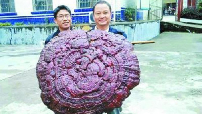 Linh chi cao 3,4 mét ở Trung Quốc