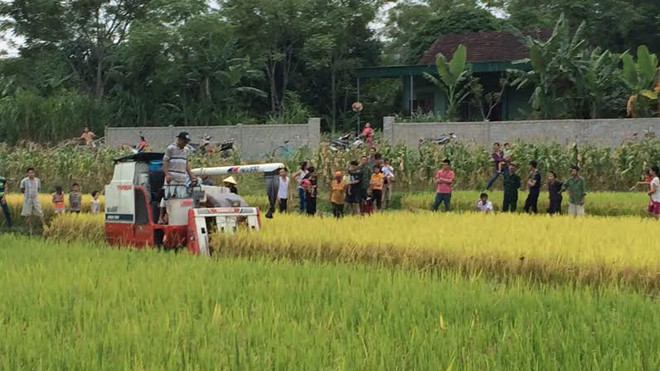 Người dân xã Bắc Thành tập trung rất đông trên cánh đồng phản đối việc thu tiền máy gặt của xã. Ảnh: Cảnh Thắng