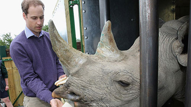 William luôn nỗ lực bảo vệ các loài động vật quý hiếm, trong đó có tê giác. Ảnh: Hello Magazine