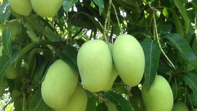 Xoài có tác dụng chống béo, ngừa tiểu đường týp 2