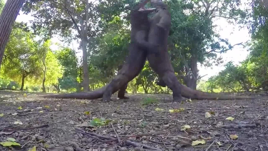 Rồng komodo kịch chiến trên đảo Indonesia