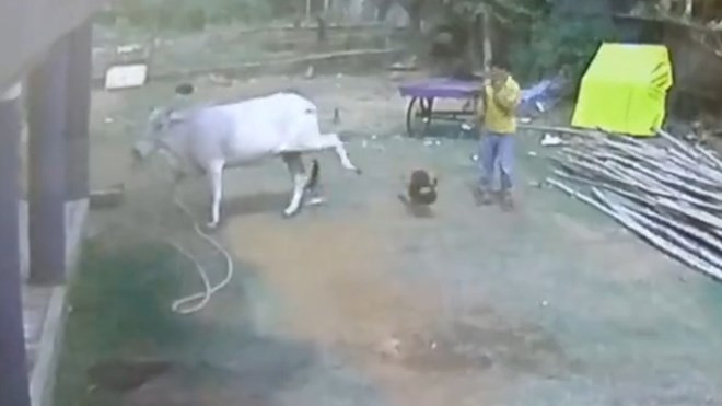 Con bò đá bay đứa trẻ ra phía sau. (Nguồn: The Sun)