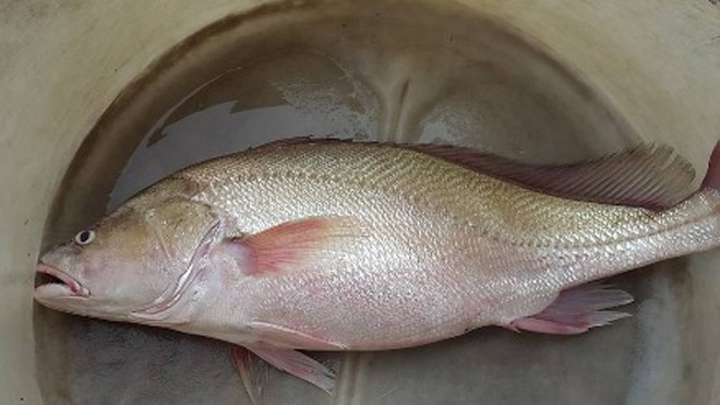 Con cá anh Trung bắt được có vẻ ngoài rất giống cá sủ vàng