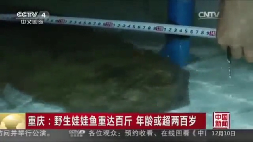 Phát hiện kỳ giông khổng lồ trong hang động đá vôi