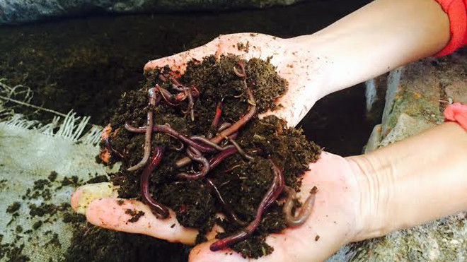 Giun quế được được coi là loại siêu thực phẩm chế biến thành nhiều món ăn