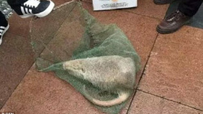 Con quái vật được bắt bằng lưới