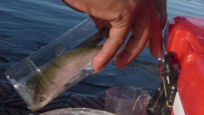 Cá đối ham ăn mắc vào chai.