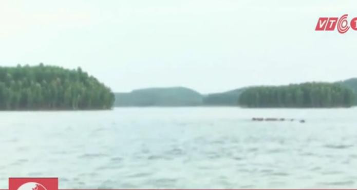 Độc đáo nuôi bò dưới nước ở hồ Thác Bà