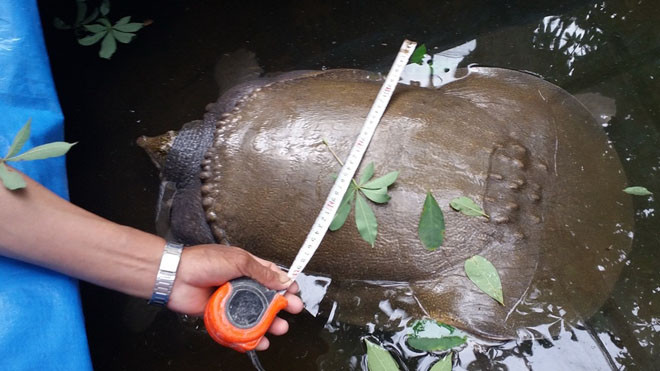 Con vật có thân hình giống con ba ba.