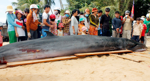Cá voi dài chừng 6 m, nặng 2 tấn dạt vào bờ biển Phú Yên. Ảnh: N.X