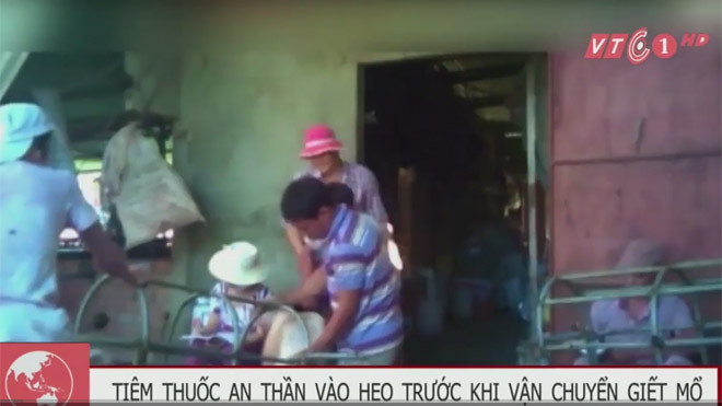 Heo bị tiêm thuốc an thần trước khi chuyển đến lò mổ