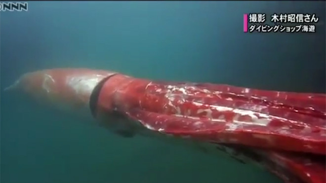 Mực khổng lồ dài 4 m bơi dọc cảng biển Nhật