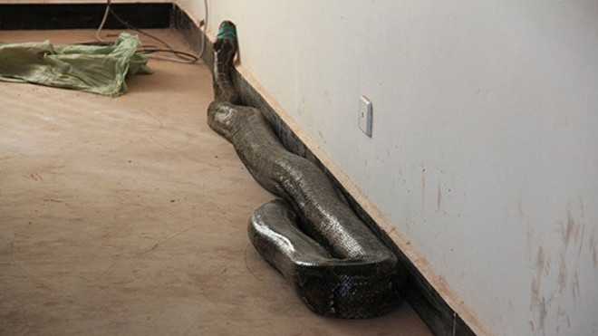 Con trăn khổng lồ dài gần 4 m. Ảnh: CCTV.