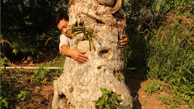 Trên núi Cô Tô có nhiều cây thiên tuế cổ thụ to như thế này