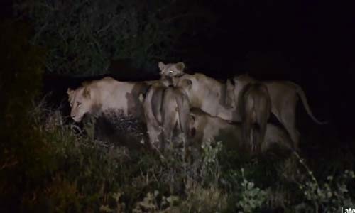 Nhím đơn độc đánh bại 7 con sư tử đực