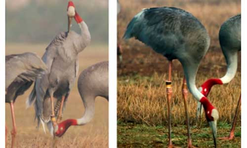 Chú sếu có số vòng đeo chân 150-0364 là "người bạn" lâu năm của Vườn quốc gia Tràm Chim (Ảnh: Nguyễn Văn Hùng).