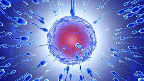 NASA gửi tinh trùng bò và người vào không gian. Ảnh minh họa: RT