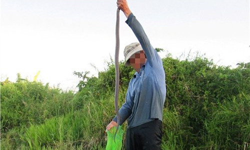 Đánh đu mạng sống để “thu phục” rắn độc