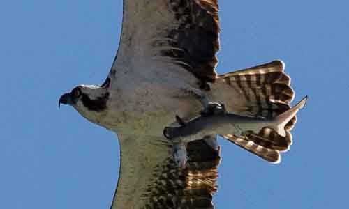 Chim ưng biển cùng lúc tóm gọn hai con mồi. Ảnh: Doc Jon.