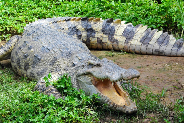 Cậu bé Shrikant Sethi đã bị cá sấu giết chết khi đang tắm sông