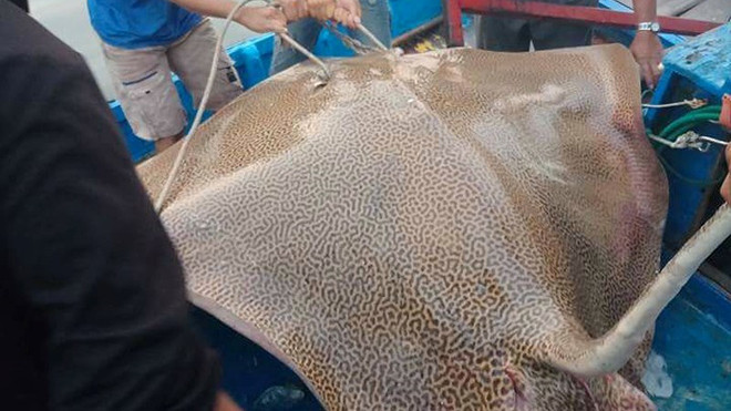 Câu được cá đuối khổng lồ trên biển Phan Thiết