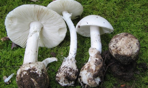 Không ít loài nấm trong thiên nhiên Việt Nam rất độc, có thể gây tổn thương nặng nề, thậm chí là tử vong cho con người. Ảnh: Ocio.uncomo