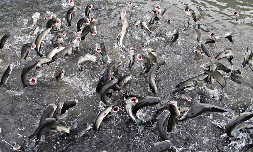 Kỳ lạ đàn cá lóc bay như chim, vạn người đổ về xem