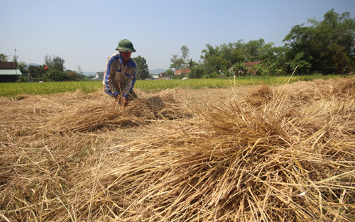 Người dân xã Bình Trị thu mua rơm đưa về sản xuất nấm. Ảnh: Đắc Thành.