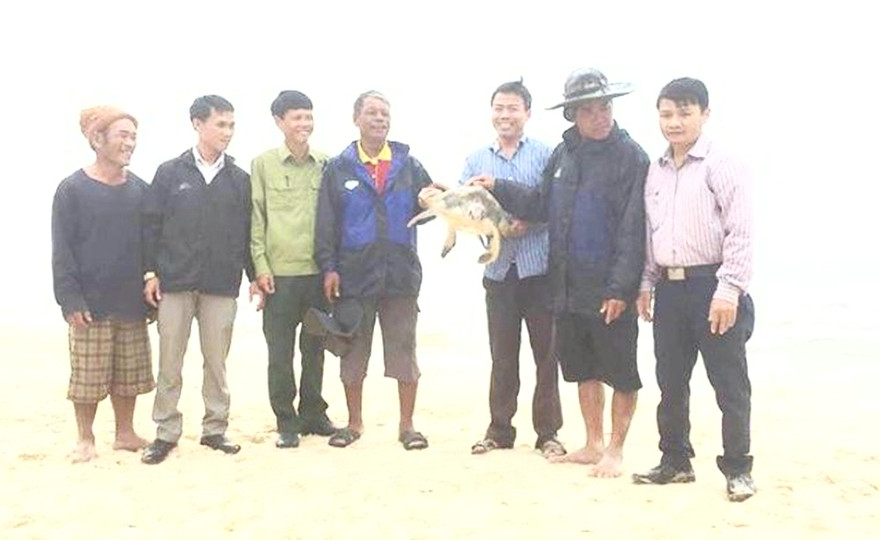 Thả rùa biển quý hiếm về lại môi trường tự nhiên