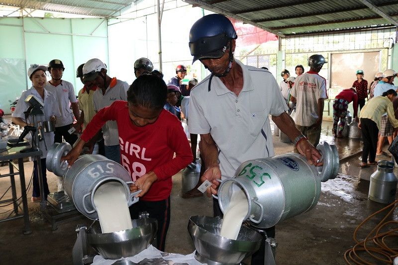 HTX bò sữa Evergrowth Sóc Trăng: 'Bà đỡ' của 10.000 nông dân