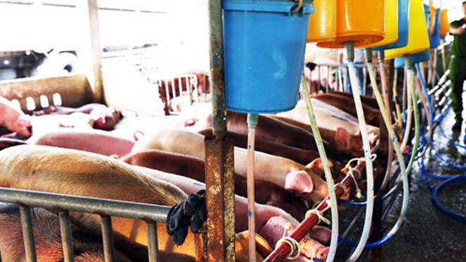 Hàng trăm con heo bị bơm nước và thuốc an thần. Ảnh: Nguyệt Triều