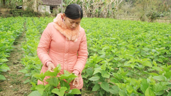 Vườn dâu nhà chị Đàm Thị Tuyền, hộ dân nuôi tằm nhiều nhất làng Hòa Mục.