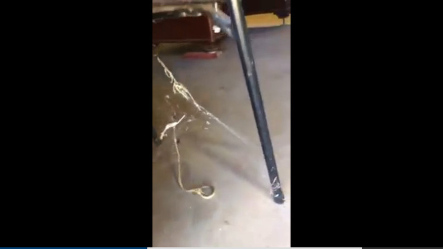 Cuộc giằng co giữa rắn nâu và nhện lưng đỏ kịch độc