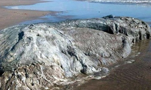 Xác sinh vật dạt vào bờ biển Bonfil phía tây nam Mexico. Ảnh: CEN.