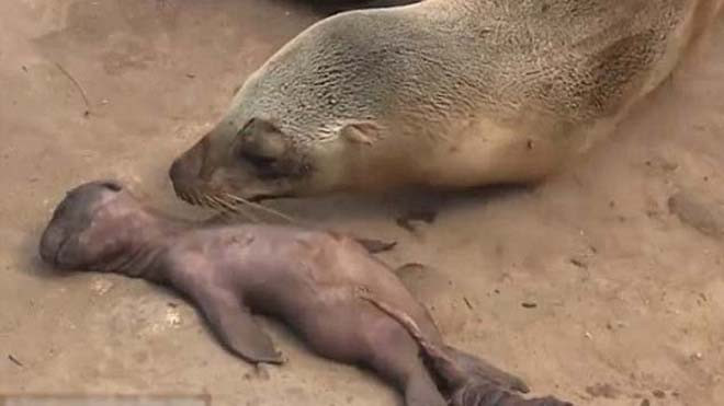 Sư tử biển mẹ không chịu rời xác con. Ảnh: Facebook.