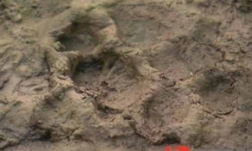 Dấu chân do sinh vật hút máu để lại. Ảnh: SCMP.