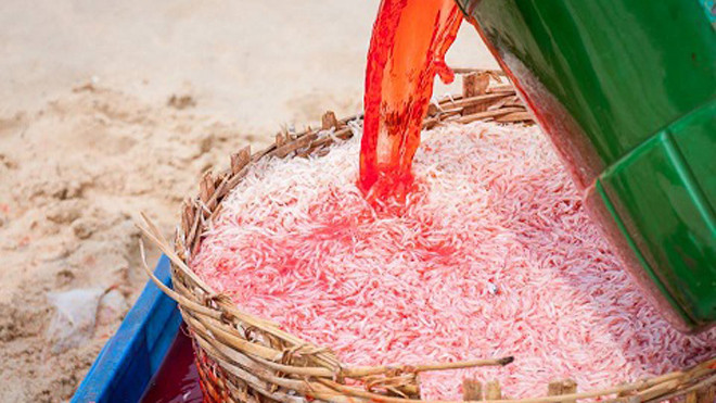 Ngư dân nhuộm màu con ruốc. Ảnh: Lê My