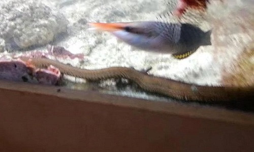 Một phần cơ thể của con giun. Ảnh: Youtube.