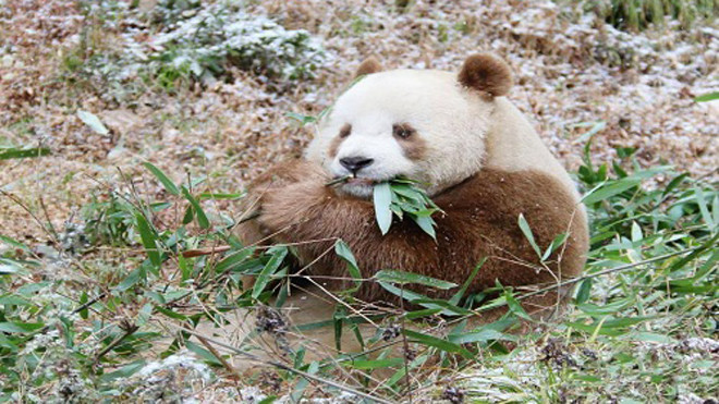 Gấu trúc nâu được phát hiện lần đầu ở núi Tần Lĩnh, Trung Quốc. Ảnh: CCTV.