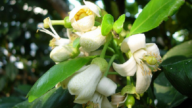 Hoa bưởi không chỉ thơm, đẹp mà còn có nhiều công dụng
