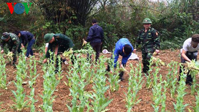 Cán bộ, chiến sỹ biên phòng phối hợp cấp ủy, chính quyền địa phương phá nhổ hơn 3.000 cây thuốc phiện