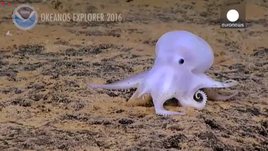 Phát hiện loài bạch tuộc “ma quái” kỳ dị