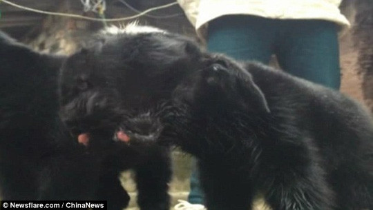 Chú cừu con có 2 đầu kì dị ở Trung Quốc. Ảnh: China News